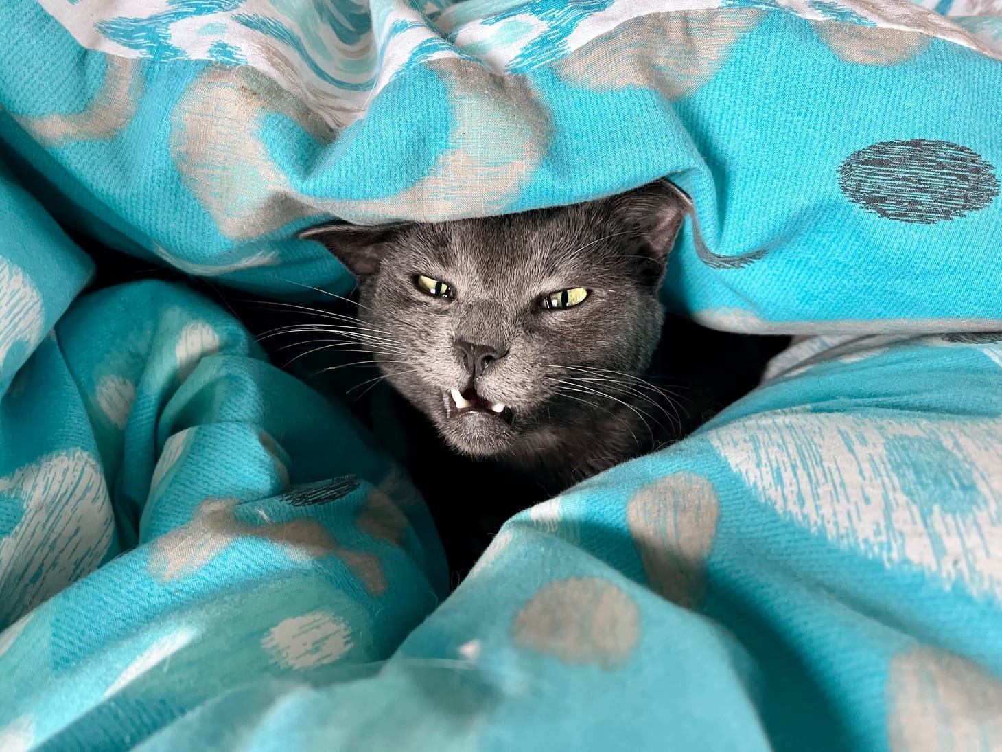 A small Russian Blue cat popping his head out from some blankets with a truly disgruntled look on his face.